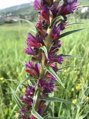 Pontechium maculatum