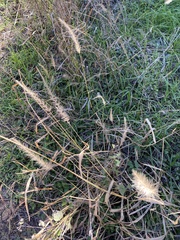 Setaria scheelei