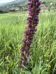 Pontechium maculatum