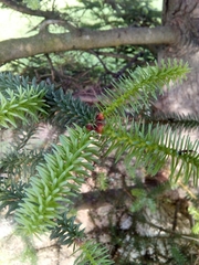 Abies pinsapo
