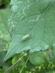 Draeculacephala soluta