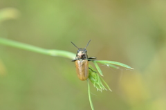 Labidostomis longimana