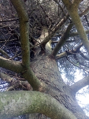 Abies pinsapo
