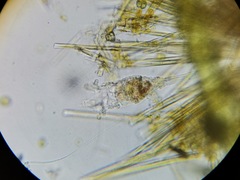 Collotheca