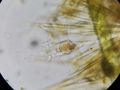 Collotheca