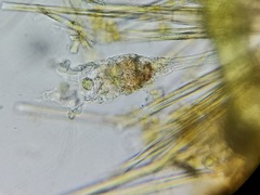 Collotheca