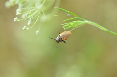 Labidostomis longimana