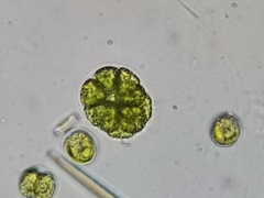 Pandorina