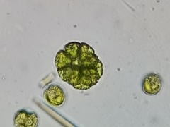 Pandorina