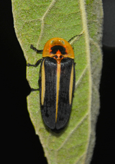 Cratomorphus diaphanus