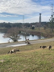 Branta canadensis image
