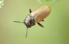 Labidostomis longimana