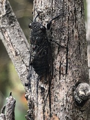 Atrapsalta encaustica