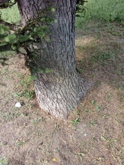 Abies pinsapo