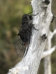 Atrapsalta encaustica