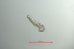 Prionospio multibranchiata