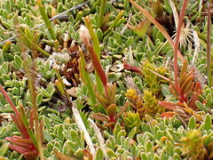 Epilobium elegans