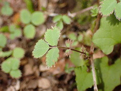 Acaena dumicola