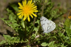 Pontia occidentalis