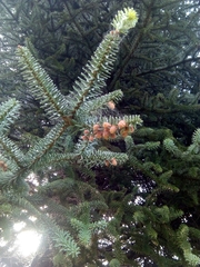 Abies pinsapo