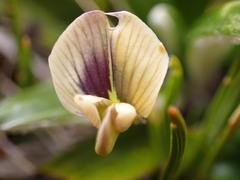 Carmichaelia uniflora