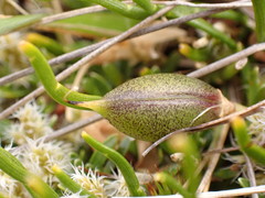 Carmichaelia uniflora
