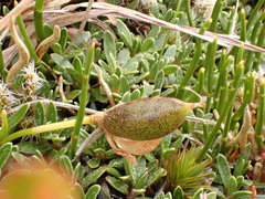 Carmichaelia uniflora