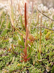 Epilobium elegans