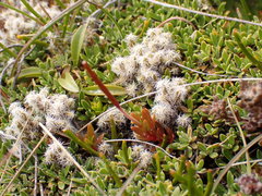Epilobium elegans