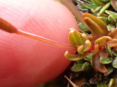 Epilobium elegans
