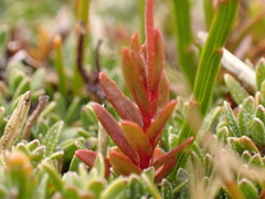 Epilobium elegans
