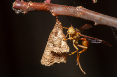 Mischocyttarus angulatus