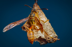 Mischocyttarus angulatus