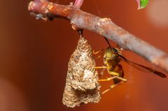 Mischocyttarus angulatus