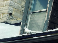 Columba livia domestica