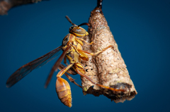 Mischocyttarus angulatus