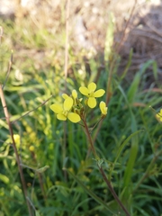 Brassica barrelieri