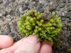 Racomitrium ryszardii