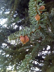 Abies pinsapo