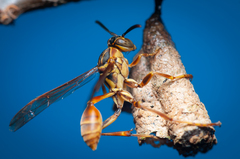 Mischocyttarus angulatus