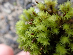 Racomitrium ryszardii