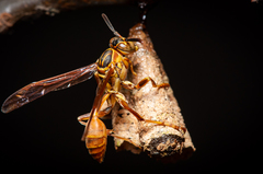 Mischocyttarus angulatus