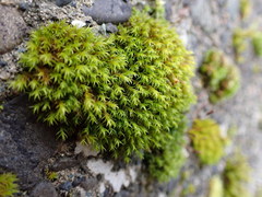 Schistidium papillosum