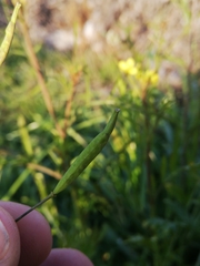 Brassica barrelieri