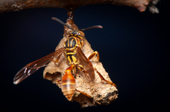 Mischocyttarus angulatus
