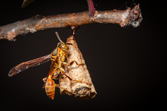 Mischocyttarus angulatus
