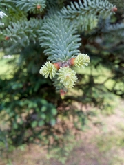 Abies pinsapo