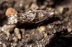 Pseudexentera spoliana