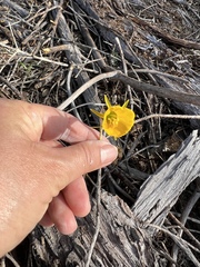 Narcissus bulbocodium