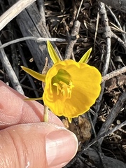 Narcissus bulbocodium